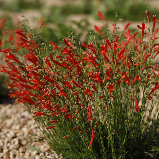 HALF PINT PINELEAF PENSTEMON 1gal