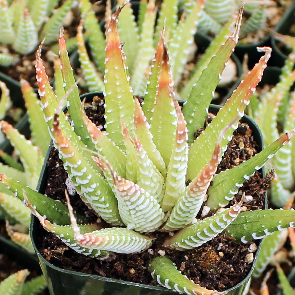 Zebra Haworthia