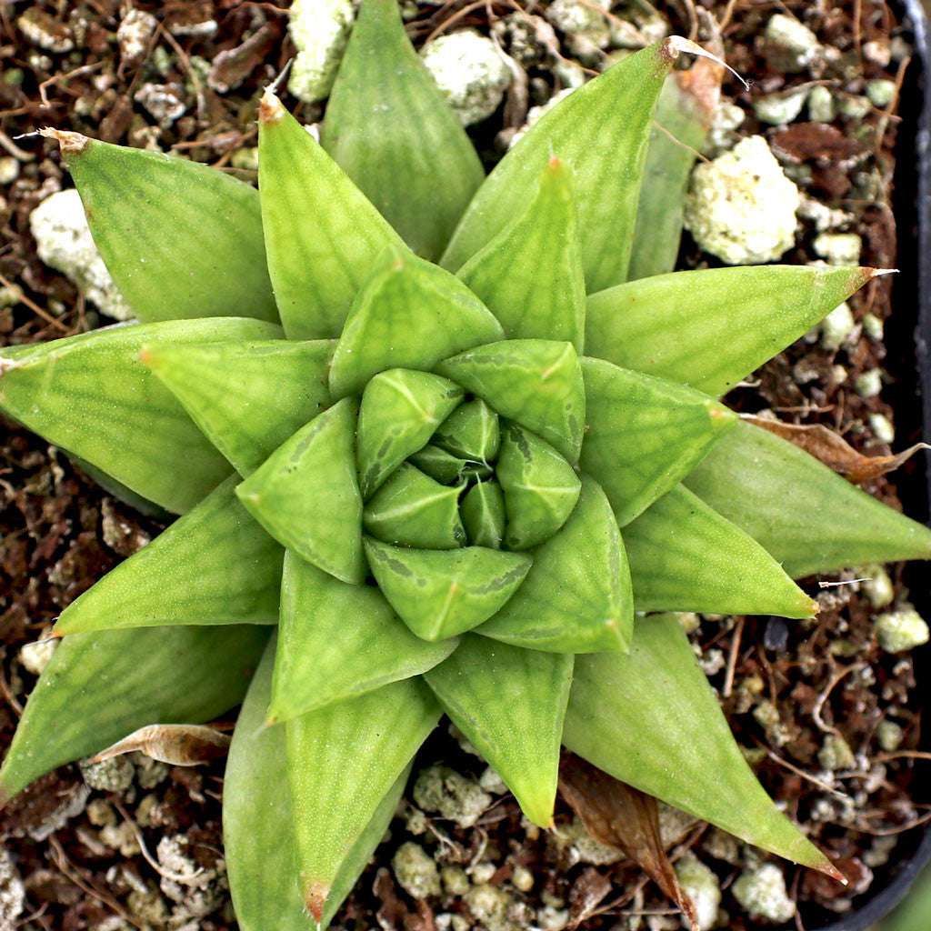 Haworthia Marumiana