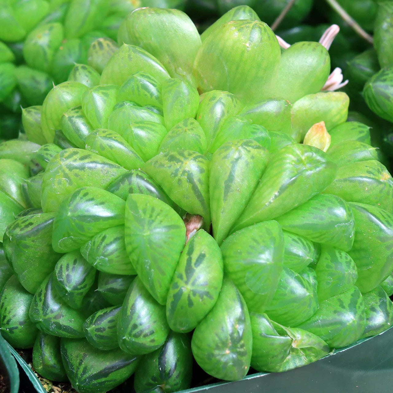 Haworthia Cymbiformis Var Obtusa