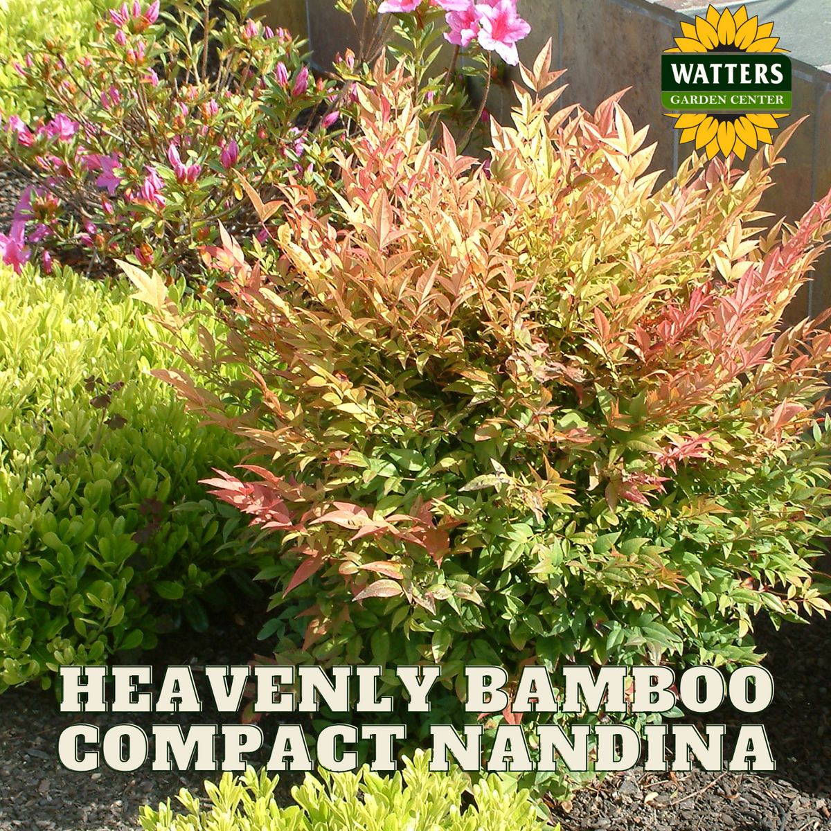 COMPACT HEAVENLY BAMBOO NANDINA 5gal