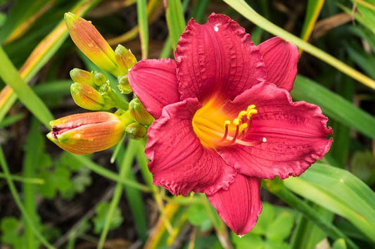 LITTLE BUSINESS DAYLILY 1gal