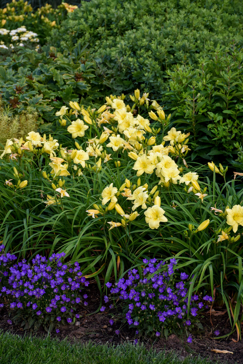 Rainbow Rhythm® 'Going Bananas' Daylily (HEMER GOING BANANAS) - 1 gallon
