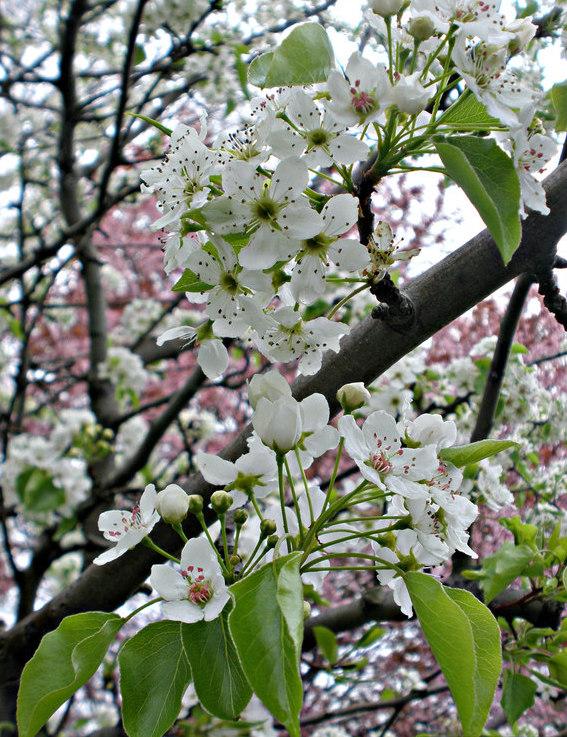 BRADFORD FLOWERING PEAR TREE 15gal