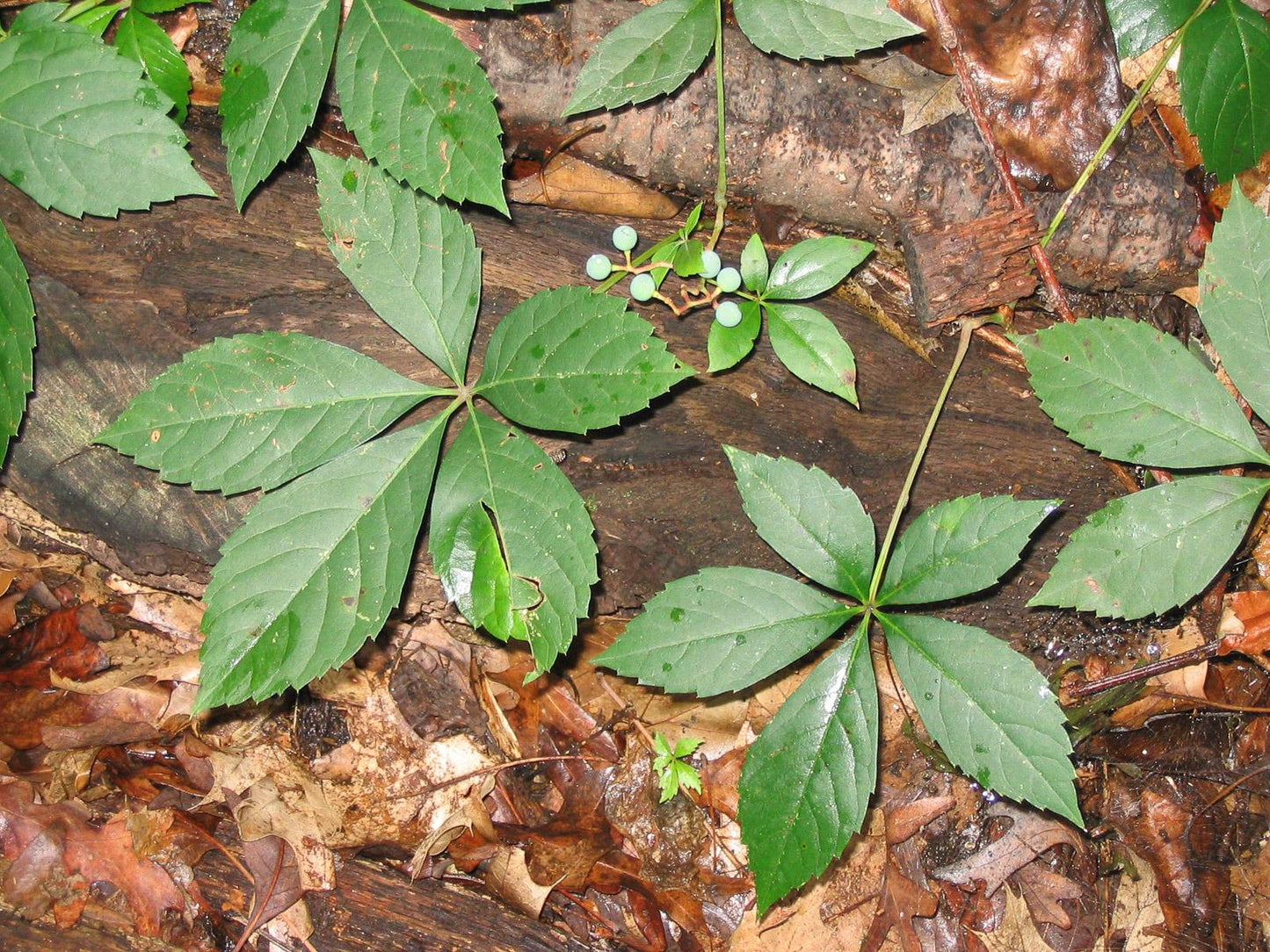 VIRGINIA CREEPER VINE 2gal