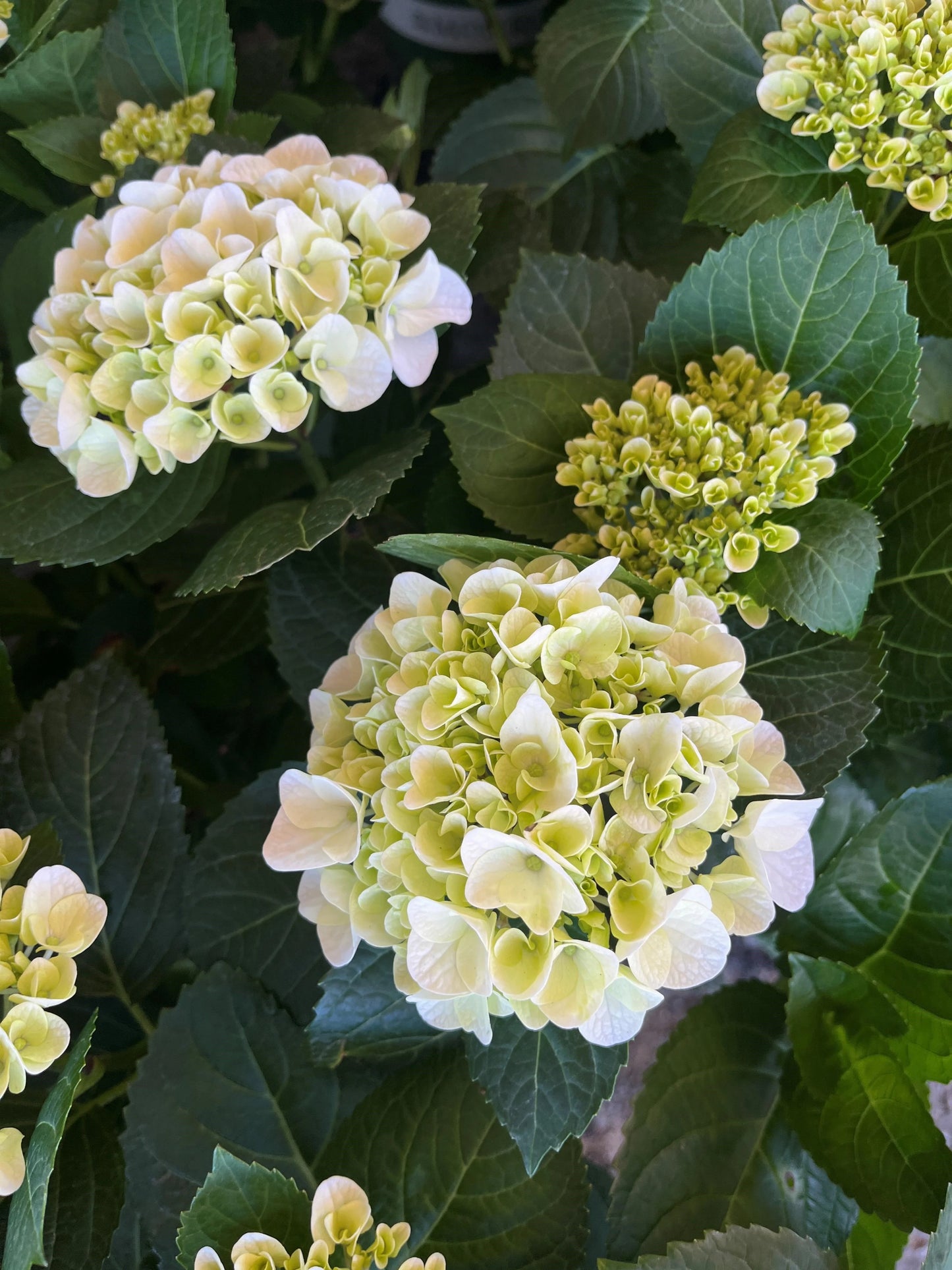 WHITE SUN HYDRANGEA 2gal
