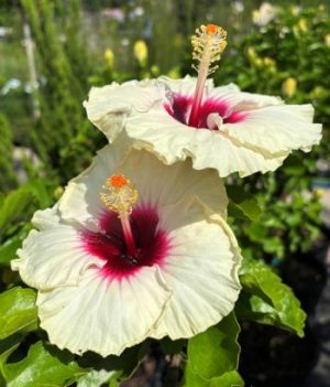 JAZZY JEWEL OPAL HIBISCUS 2gal