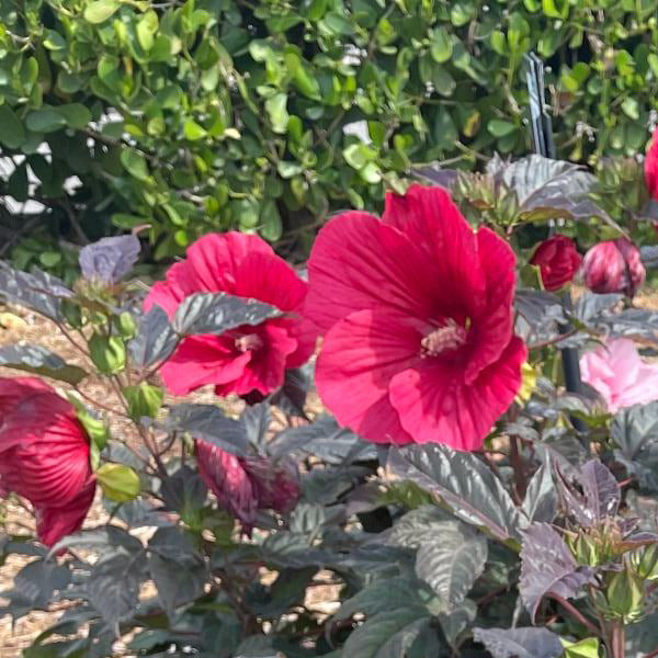 MOONSHADOW MORELLO HARDY HIBISCUS 2gal