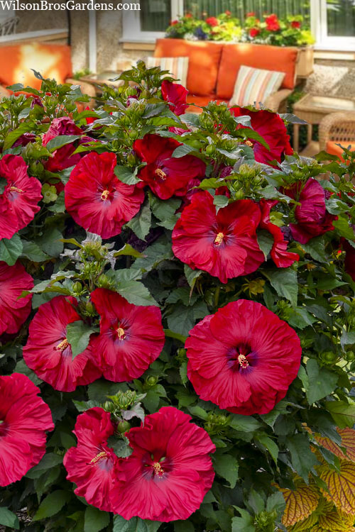 MOONSHADOW MORELLO HARDY HIBISCUS 2gal