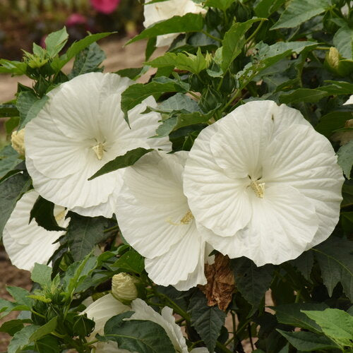 DWARF WHITE HIBISCUS 3gal
