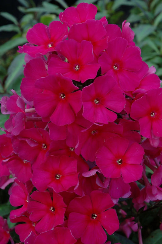 SWEET SUMMER RED PHLOX 1gal