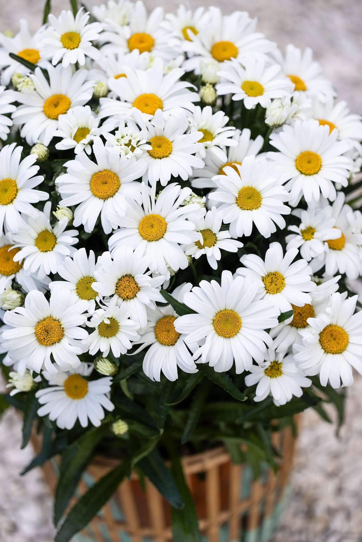 WESTERN STAR LEO SHASTA DAISY 1gal
