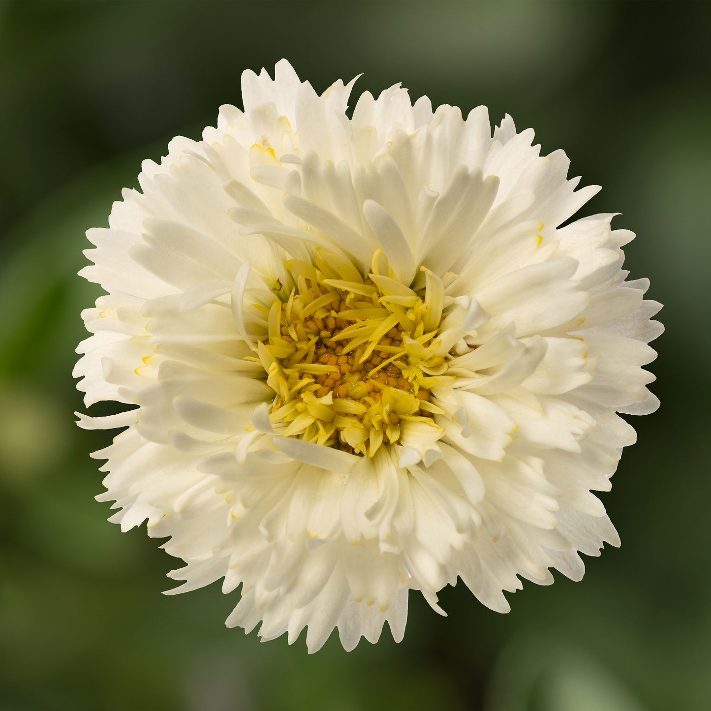 WESTERN STAR PISCES SHASTA DAISY 1gal