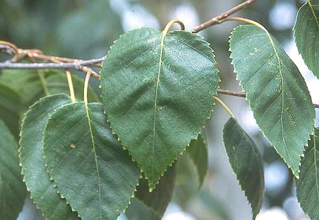 WHITEBARK HIMILAYAN BIRCH 10gal