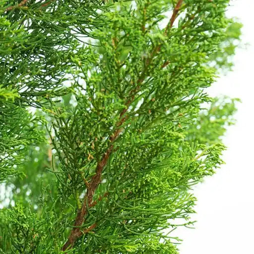 HOLLYWOOD JUNIPER TREE 5gal