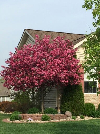 PRAIRIFIRE CRABAPPLE TREE 5gal