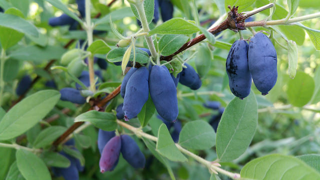 CINDERELLA HONEYBERRY 5in