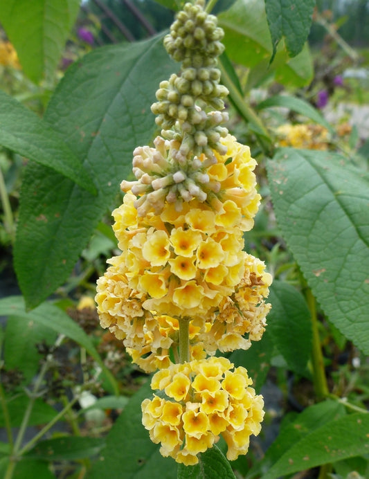 HONEYCOMB BUTTERFLY BUSH 5gal