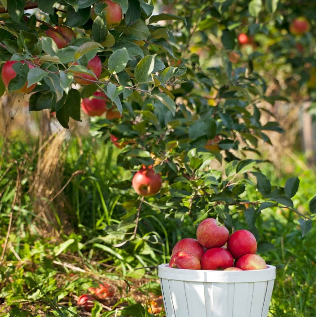 HONEYCRISP APPLE TREE 7gal