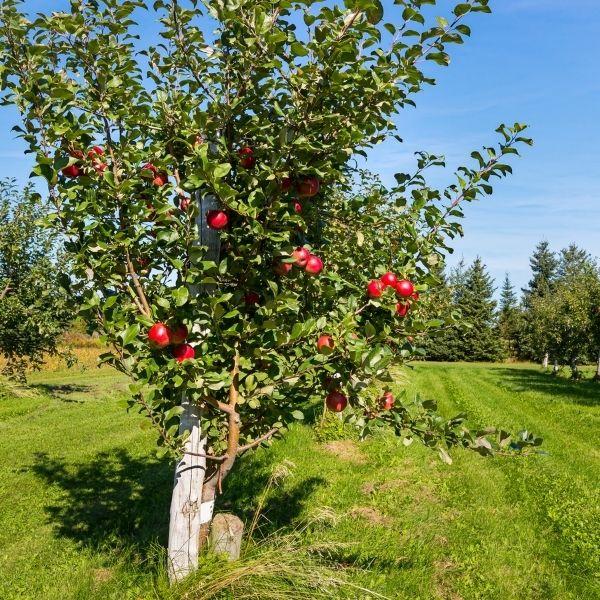 HONEYCRISP APPLE TREE 7gal