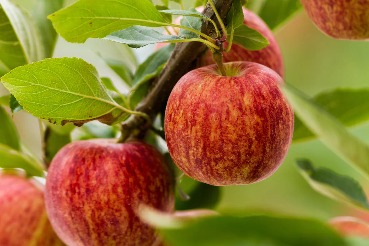 GALA APPLE TREE 7gal