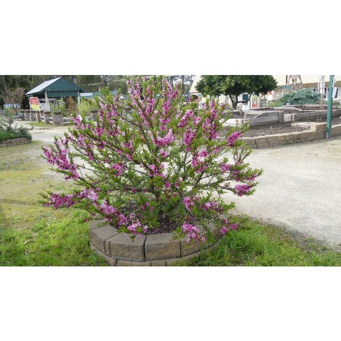 HONEY BABE PEACH DWARF 7gal