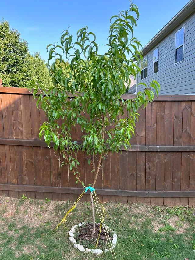 VETERAN PEACH 5gal