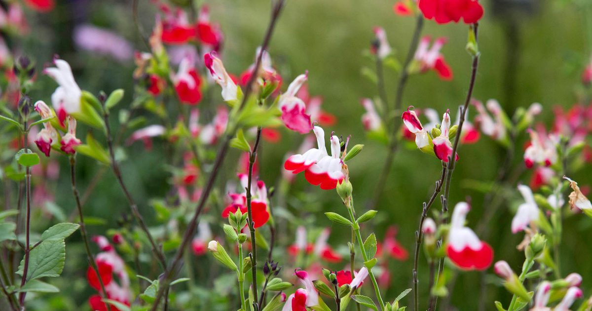 HOT LIPS SALVIA 1gal
