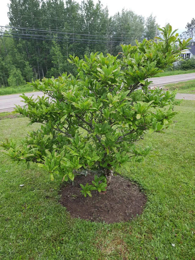 ROYAL STAR MAGNOLIA 2gal