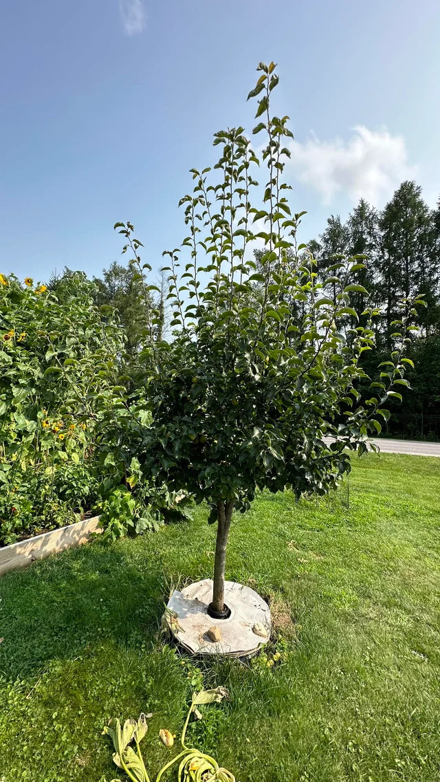 BARTLETT PEAR TREE 5gal