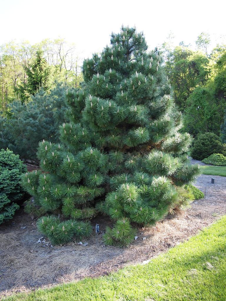AUSTRIAN PINE TREE 10gal
