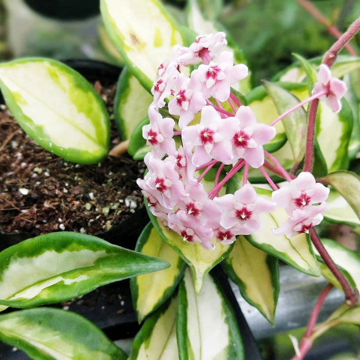 KRIMSON PRINCESS HOYA 6in