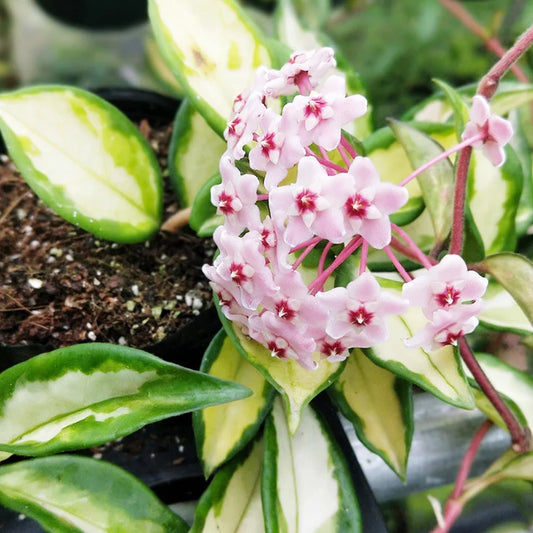 KRIMSON PRINCESS HOYA 6in