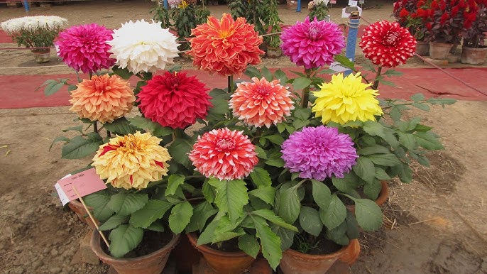 ASSORTED DAHLIAS 1gal