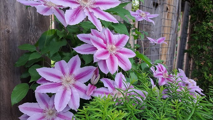 BOULEVARD CHEROKEE CLEMATIS 2gal