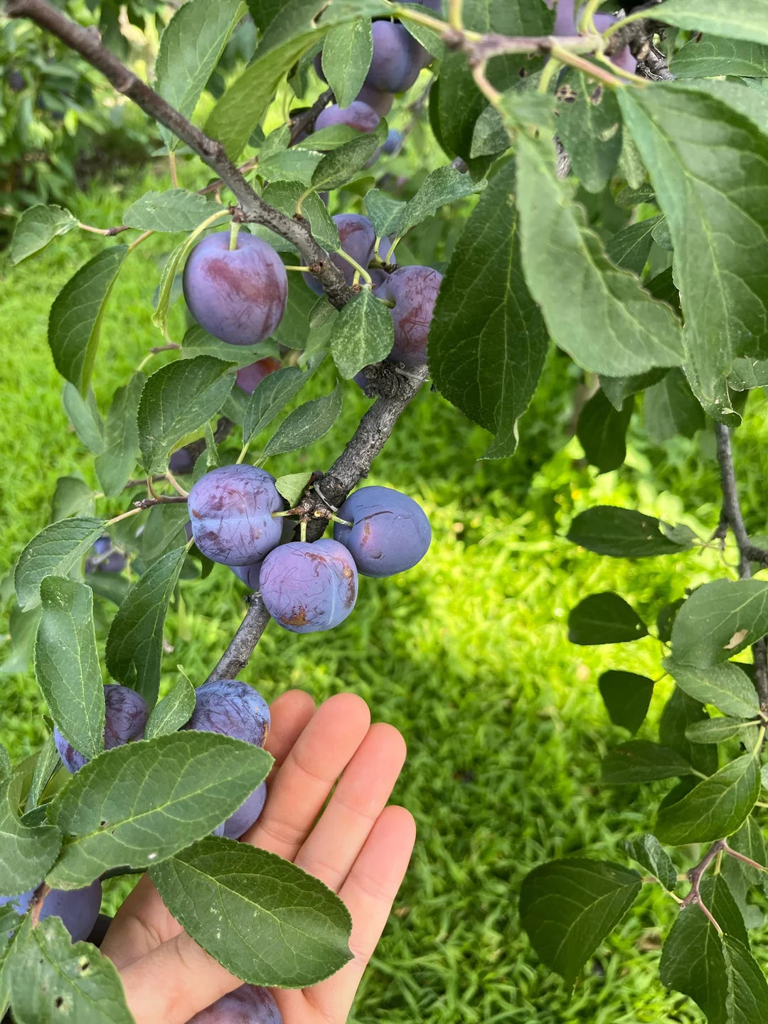 STANLEY PLUM TREE 7gal