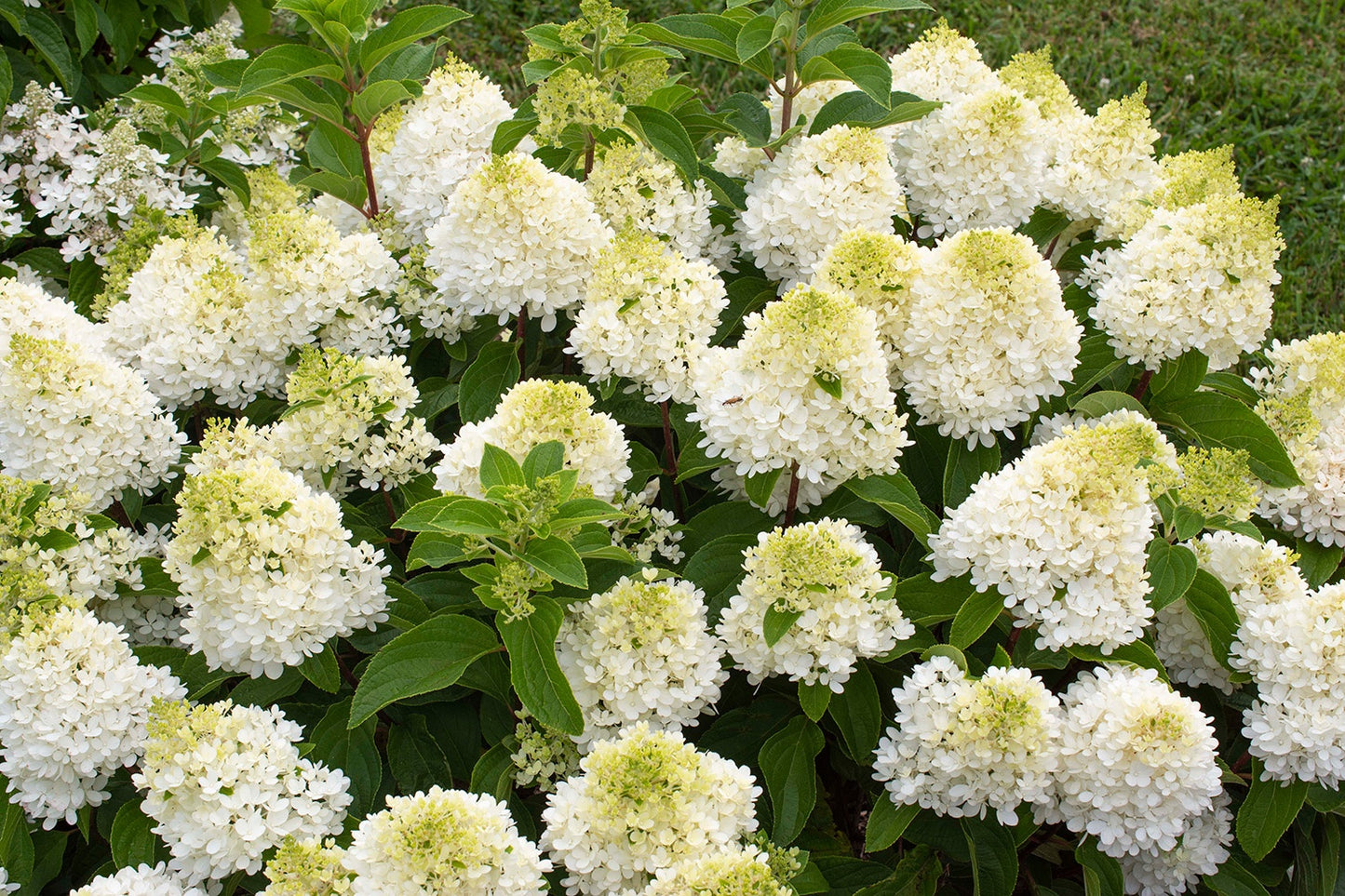 SWEET STARLIGHT HYDRANGEA PATIO TREE 5gal