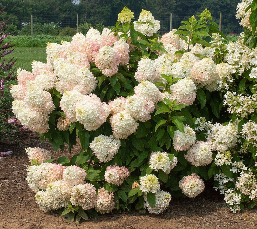 SWEET STARLIGHT HYDRANGEA PATIO TREE 5gal