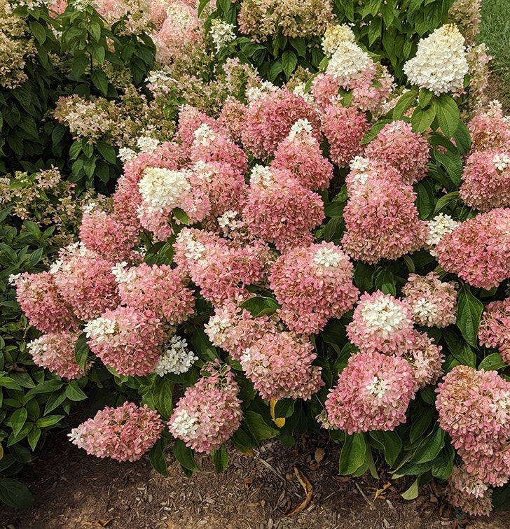 SWEET STARLIGHT HYDRANGEA PATIO TREE 5gal
