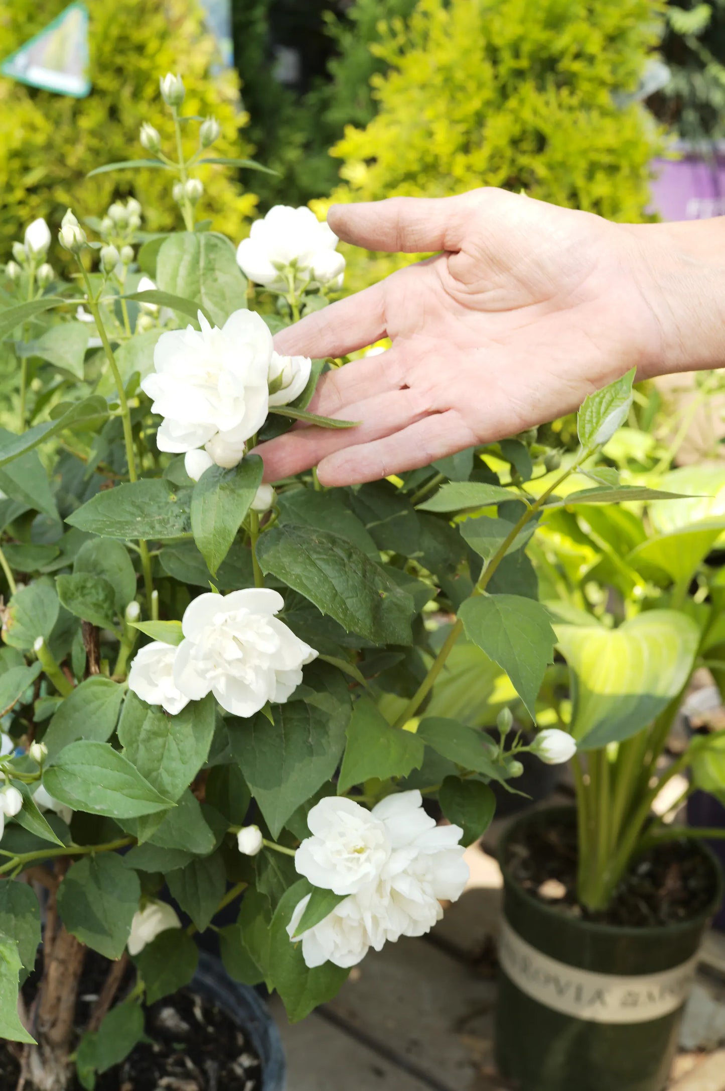 SWAN LAKE MOCK ORANGE 2gal
