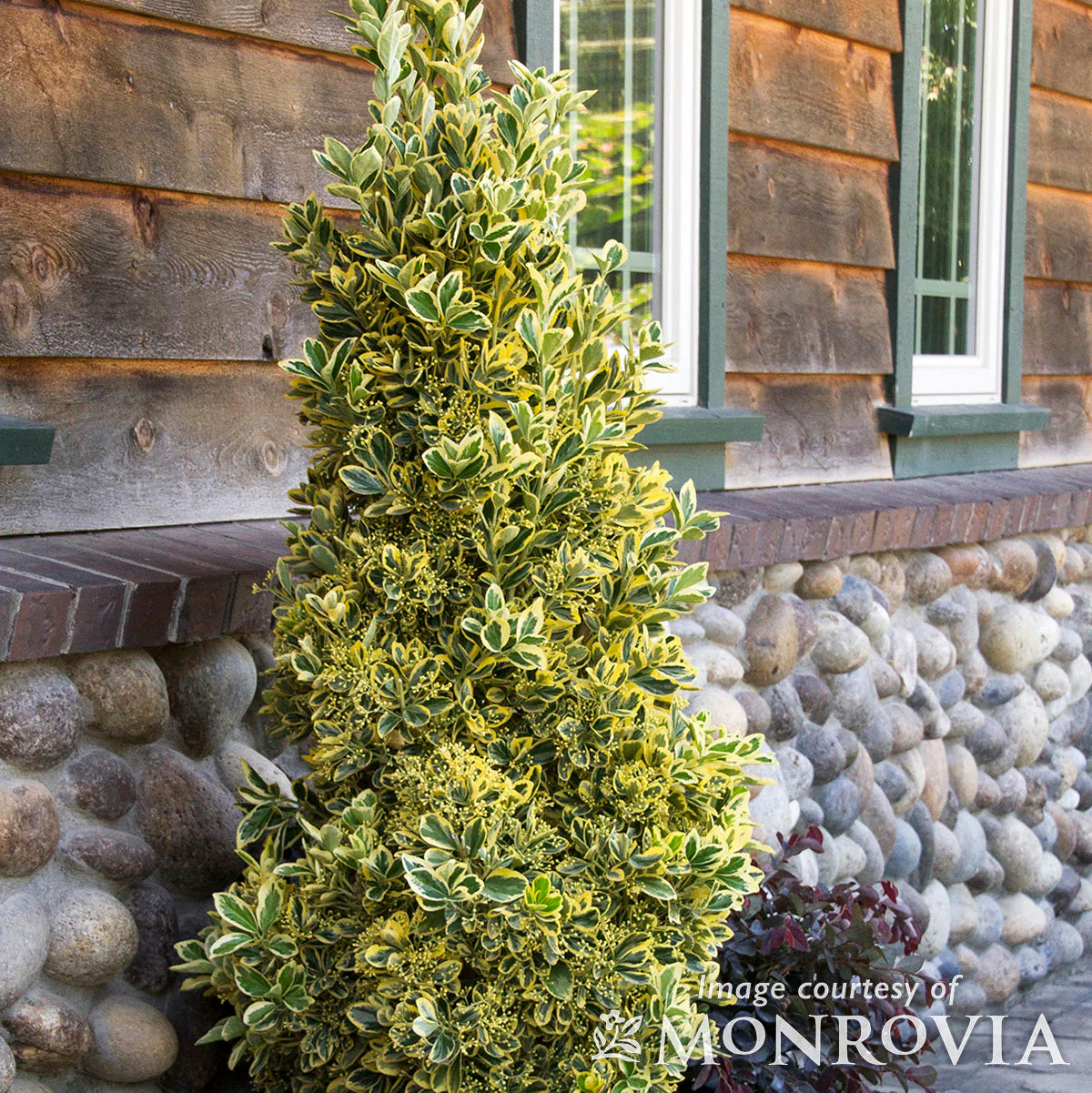 SILVER KING EUONYMUS 6gal
