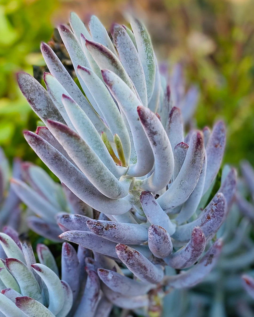 White Sprite Cotyledon