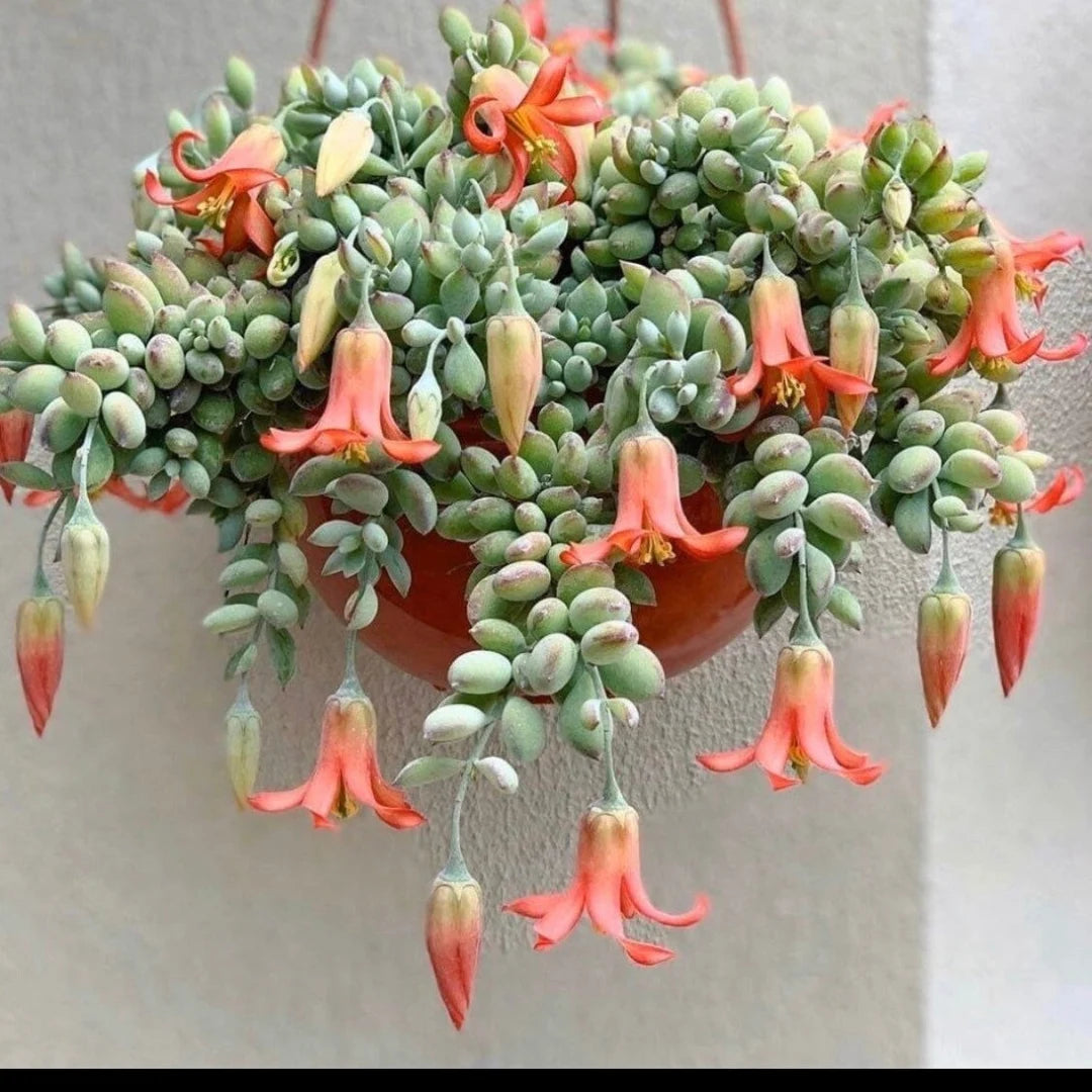Cotyledon Pendens