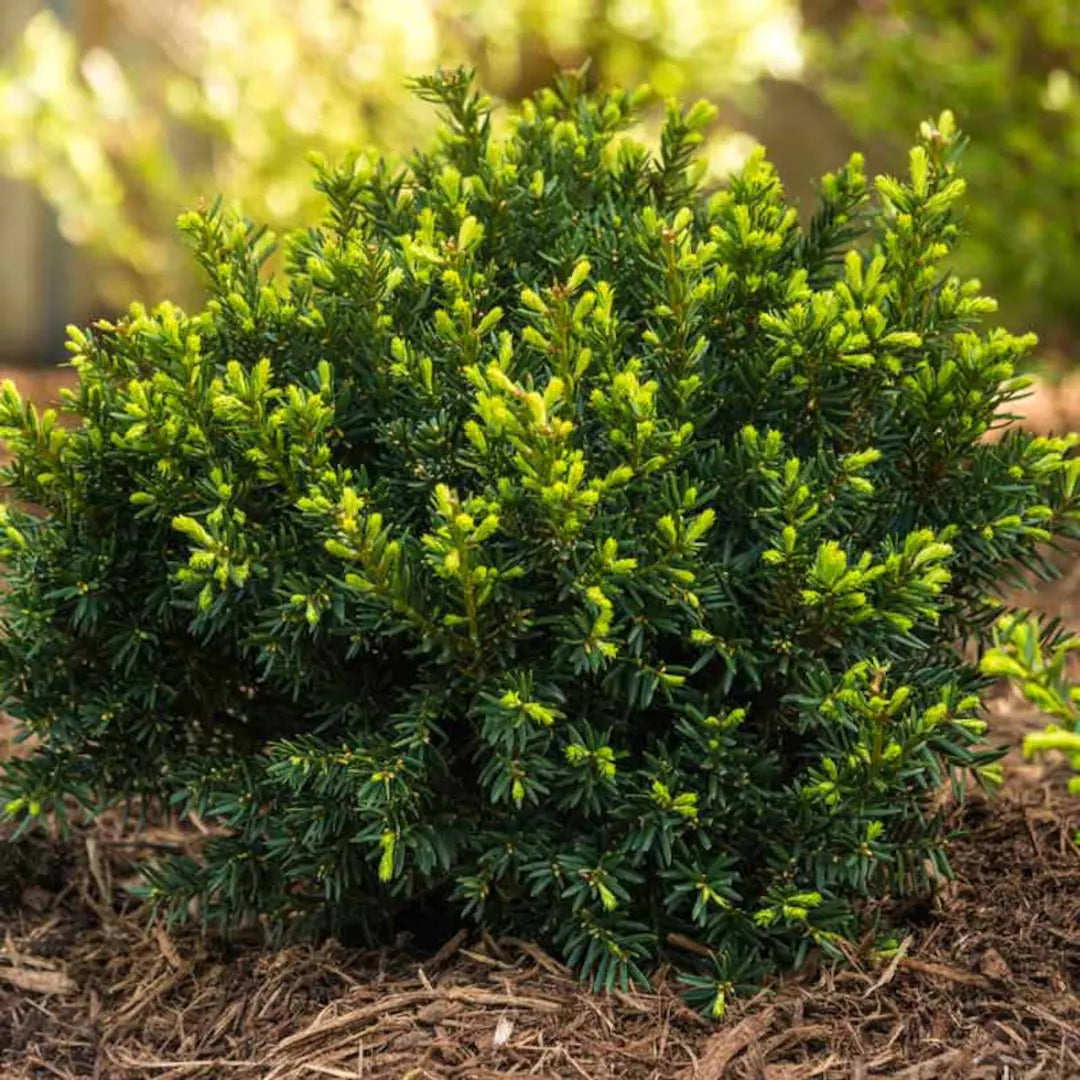 EMERALD SPREADER YEW 2gal