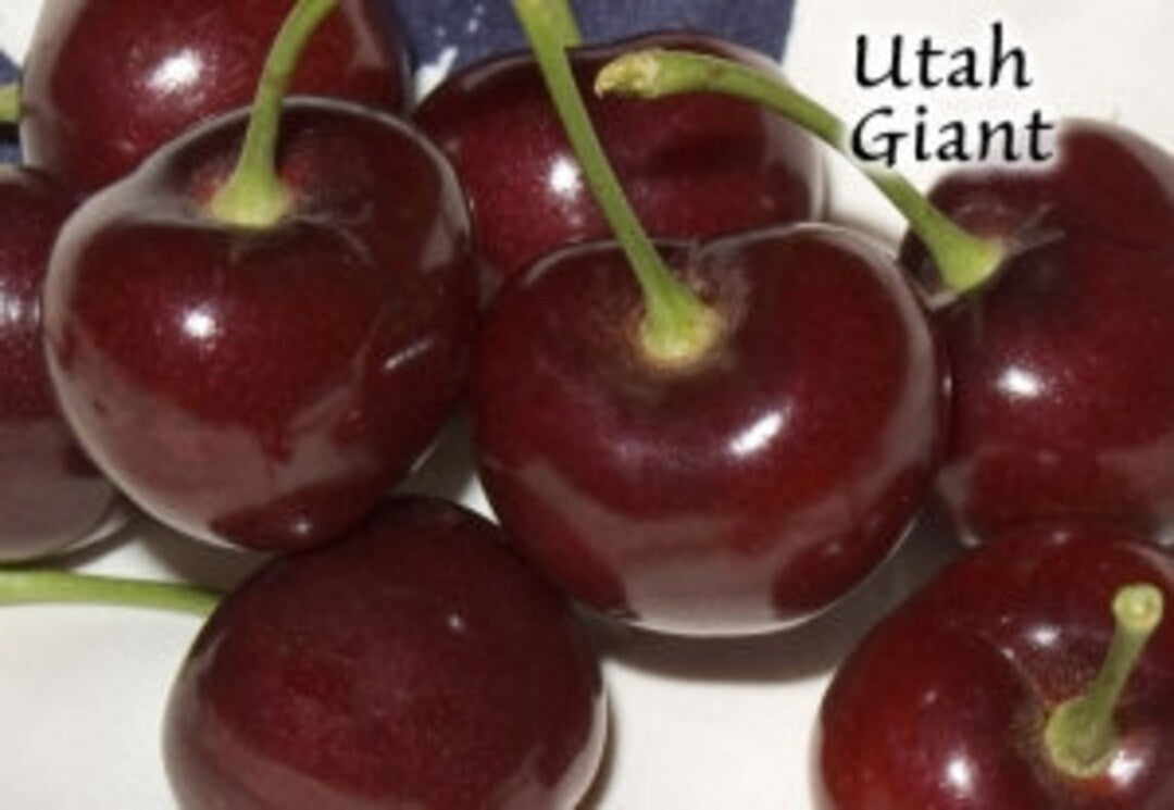 UTAH GIANT CHERRY TREE 7gal