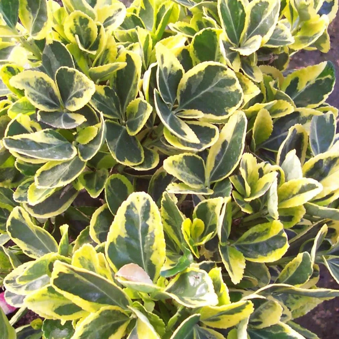 SILVER KING EUONYMUS 6gal