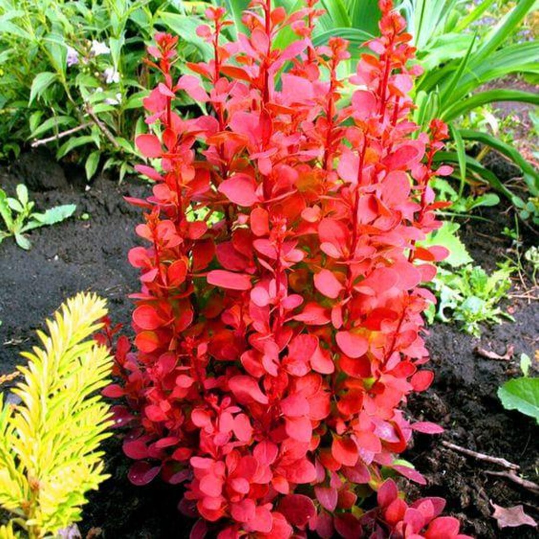 ORANGE ROCKET BARBERRY 3gal