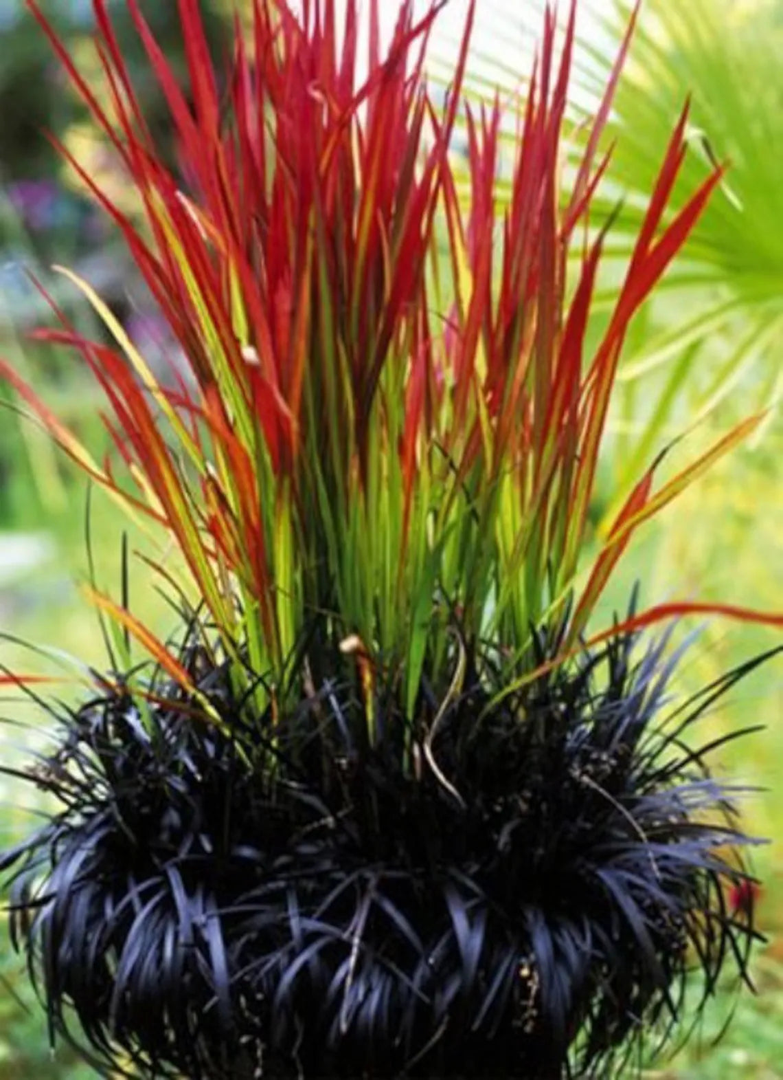 Japanese Blood Grass (GRASS - IMP. RED BARON) - 1 gallon