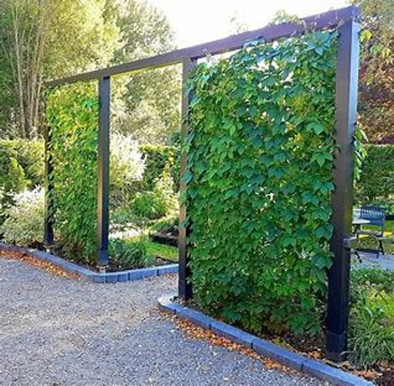 VIRGINIA CREEPER VINE 2gal
