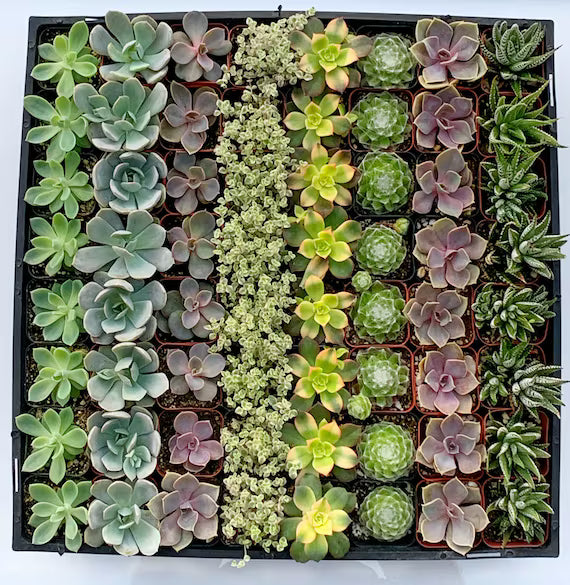 64 Assorted 2 Inch Succulent Tray